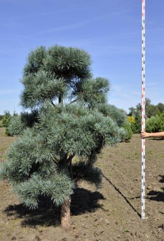Pinus sylvestris 'Bleu' | bonsai (B Quality)